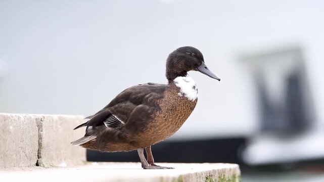 Portrait de canard colvert domestique (Anas platyrhynchos var. domestica) en plein Paris, faune urbaine