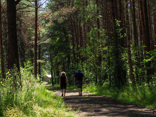 Two people walking on forest path between tall pine trees during peaceful woodland adventure