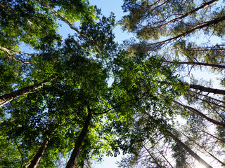 Dramatic low angle view of towering forest trees reaching toward bright blue sky through green canopy