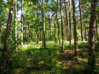 Obraz premium Serene forest interior with tall straight tree trunks creating natural columns in peaceful summer woodland