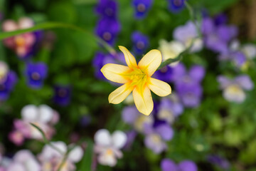 春の花壇に咲くホメリアの花
