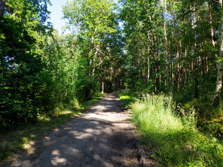 Straight forest road cutting through dense summer woodland with tall trees creating natural green tunnel
