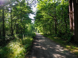 Shaded forest pathway meandering through mixed woodland with filtered sunlight creating atmospheric lighting effects