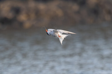 Common Tern