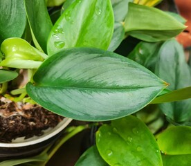 Leaf of Scindapsus Treubii Moonlight plant. Also known as Sterling Silver. It is a rare houseplant and an easy-to-grow perennial vine native to tropical areas, belonging to the Araceae family.