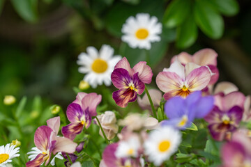 賑やかな春の花壇のパンジー
