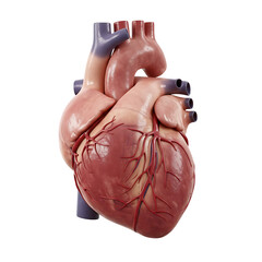 Realistic human heart anatomy isolated on transparent background