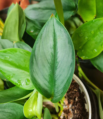 Leaf of Scindapsus Treubii Moonlight plant. Also known as Sterling Silver. It is a rare houseplant and an easy-to-grow perennial vine native to tropical areas, belonging to the Araceae family.