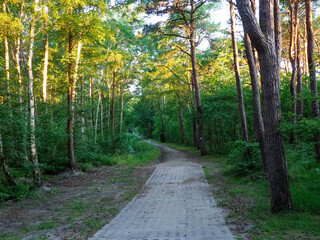 Sunlit forest trail curving through birch trees and mixed woodland creating dappled light patterns