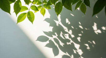 Beautiful view of green leaves with reflection of sun light and shadows