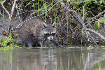 Raccoon