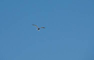 Obraz premium Elegant seagull gliding effortlessly through azure blue sky showcasing natural bird flight patterns in daylight