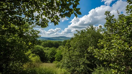 Lush Forest Overlook on a Sunny Day