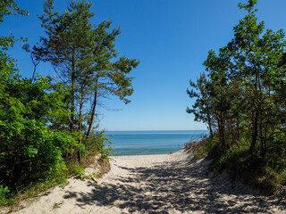 Scenic forest pathway leading through pine trees toward beautiful Baltic Sea coastline