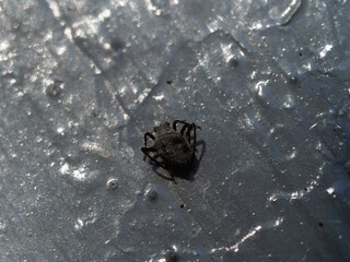 Small dark beetle on weathered concrete surface with water stains showcasing resilient urban wildlife in harsh environment
