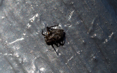 Dead beetle lying on concrete surface captured in natural outdoor setting