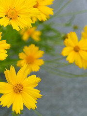 オオキンケイギク