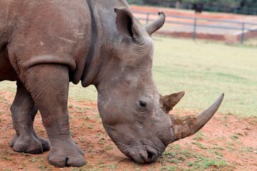 Fototapeta premium White rhinoceros grazing with head lowered, showing detailed horn and facial features. Close-up wildlife portrait highlighting endangered species conservation themes.