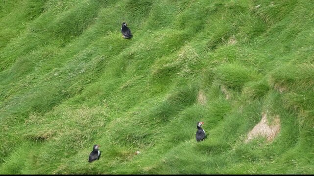Three Atlantic puffins perched on a vibrant green grassy slope in the Westman Islands, Iceland, enjoying the summer light.