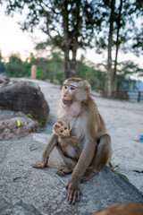 Mother Macaque with Baby Monkey in Natural Habitat
