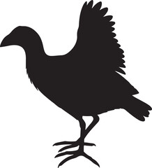 Purple Swamphen in silhouette full white baackground.