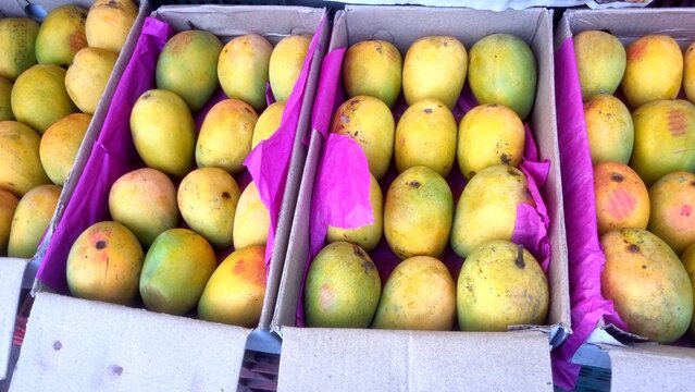 Boxes of Alphonso mangoes, a highly prized variety known as the "King of Mangoes". Alphonso mangoes originate from the Konkan region of Maharashtra, India.