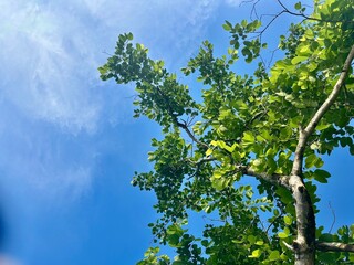 green leaves and blue sky
