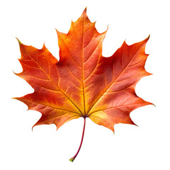 Bright Maple Leaf Isolated on Transparent Background – Nature Leaf PNG Clipart