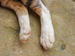 Close-up of a cat's hind paws resting on a rough concrete surface, showing its soft fur and gentle...