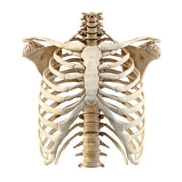 Human rib cage anatomical graphic