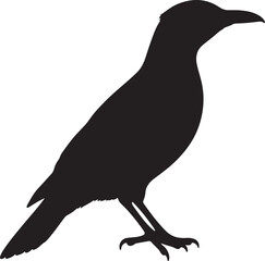 Rosy-breasted Longclaw in silhouette full white baackground.