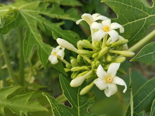 Papaya flowers (Carica papaya) in outdoor garden, close up view  © Eka