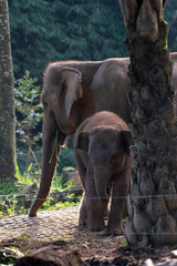 Sumatran elephants in captivity