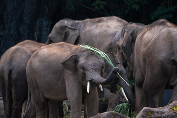 Sumatran elephants in captivity