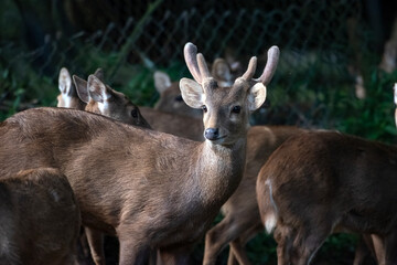 a male sambar deer among a group of deer in a national park