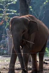Sumatran elephants in captivity