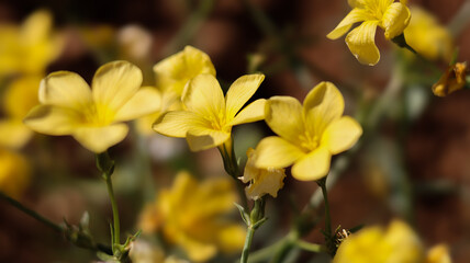 Close-Up of Wild Yellow Flowers in Bloom