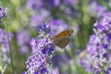 Meadow brown (maniola jurtina) butterfly perched on lavender in Zurich, Switzerland