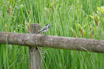 White wagtail (Motacilla alba) sitting on a wooden fence in Zurich, Switzerland