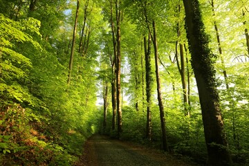 Trail through spring forest among beech trees during sunrise, Poland