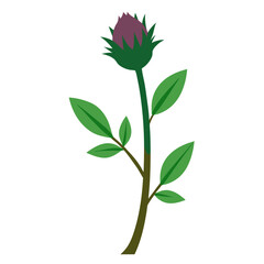 Thistle Flower Vector Botanical Illustration