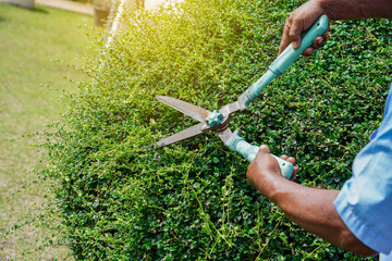 Gardener trimming bushes with garden scissors. Landscaping. Home and garden decoration concept....
