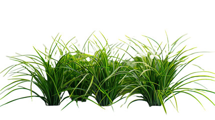 fresh green grass
