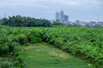Farmers Working in Vietnamese Countryside