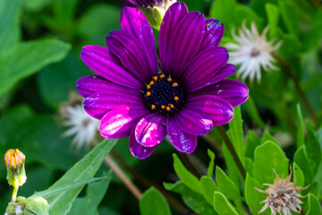 Obraz premium Blumeninsel Madeira, Portugal