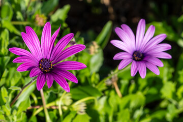 Obraz premium Blumeninsel Madeira, Portugal