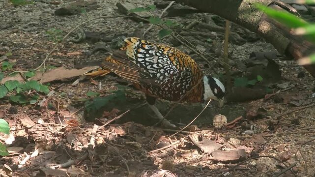 a colorful Ring-necked Pheasant eat the feed in the zoo