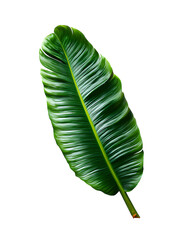 Fototapeta premium Tropical banana leaf isolated on transparent background