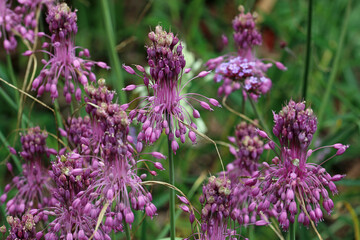 Purple keeled garlic flowers in close up