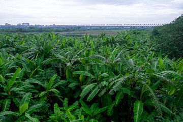 Farmers Working in Vietnamese Countryside
